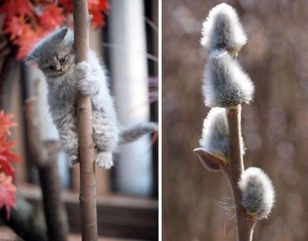 верб вск.webp