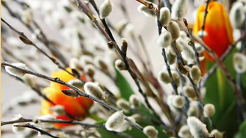 верба и тюльпаны.webp