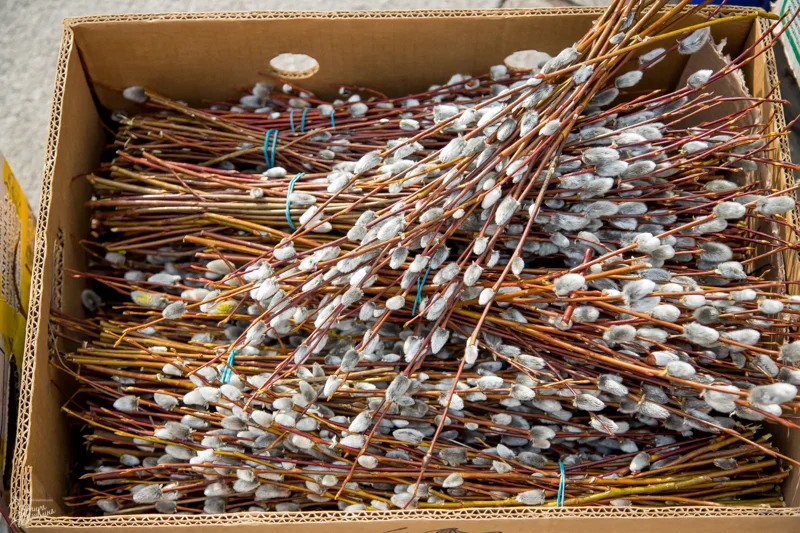 вербное воскресенье_05042015_Вероника Якушкина-0414.webp