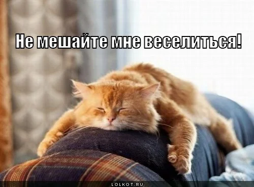 vesele-v-polnom-razgare_1344012371.webp