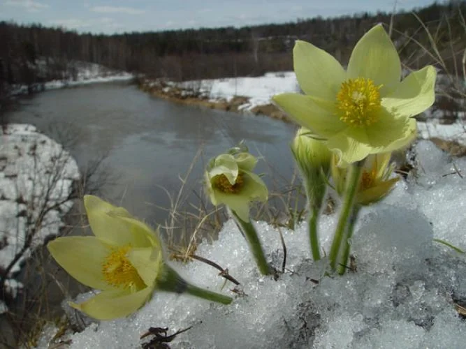 весна урал.webp