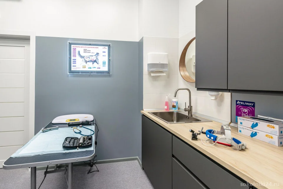 Veterinarnyy-centr-Klinika-Koshek-na-ulice-Korolenko_19.webp