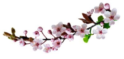 Ветка миди.jpg