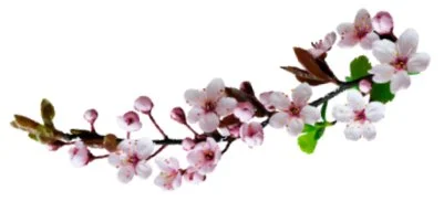 Ветка миди.webp