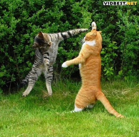 vidbest.net_prikols_cats_mega_003.webp