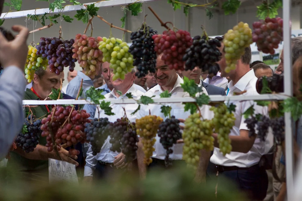 Виноград дядя Коля.webp