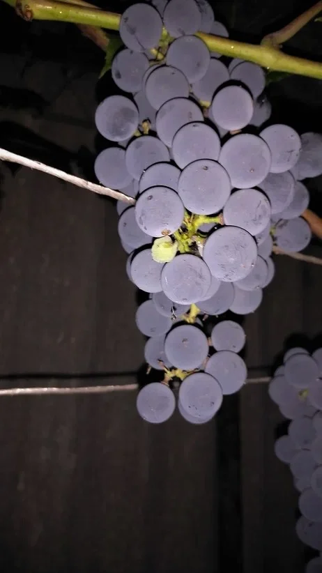 виноград1.webp