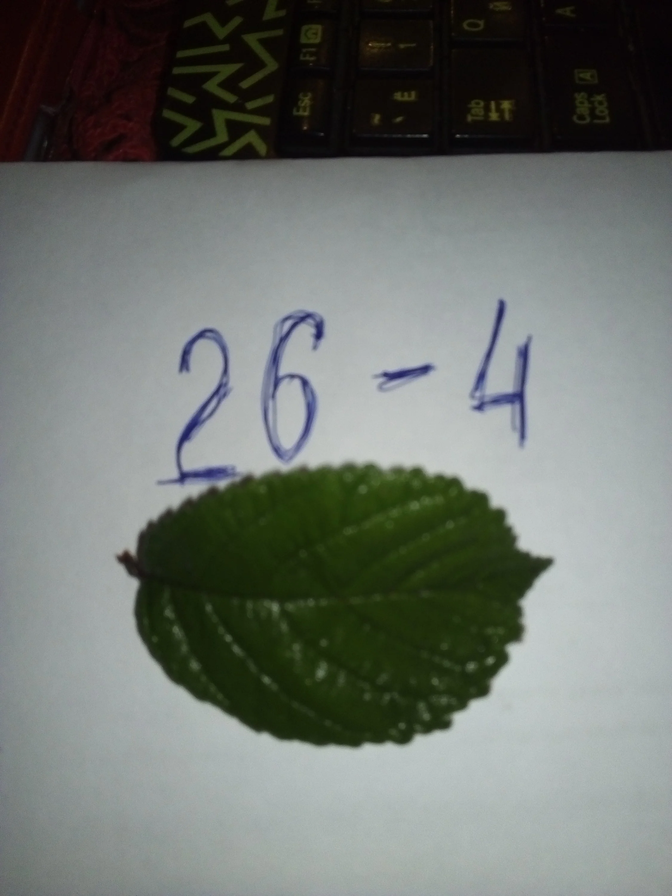 вишня войлочная.webp