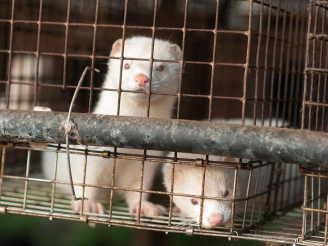 visoni-in-gabbia (1).jpg