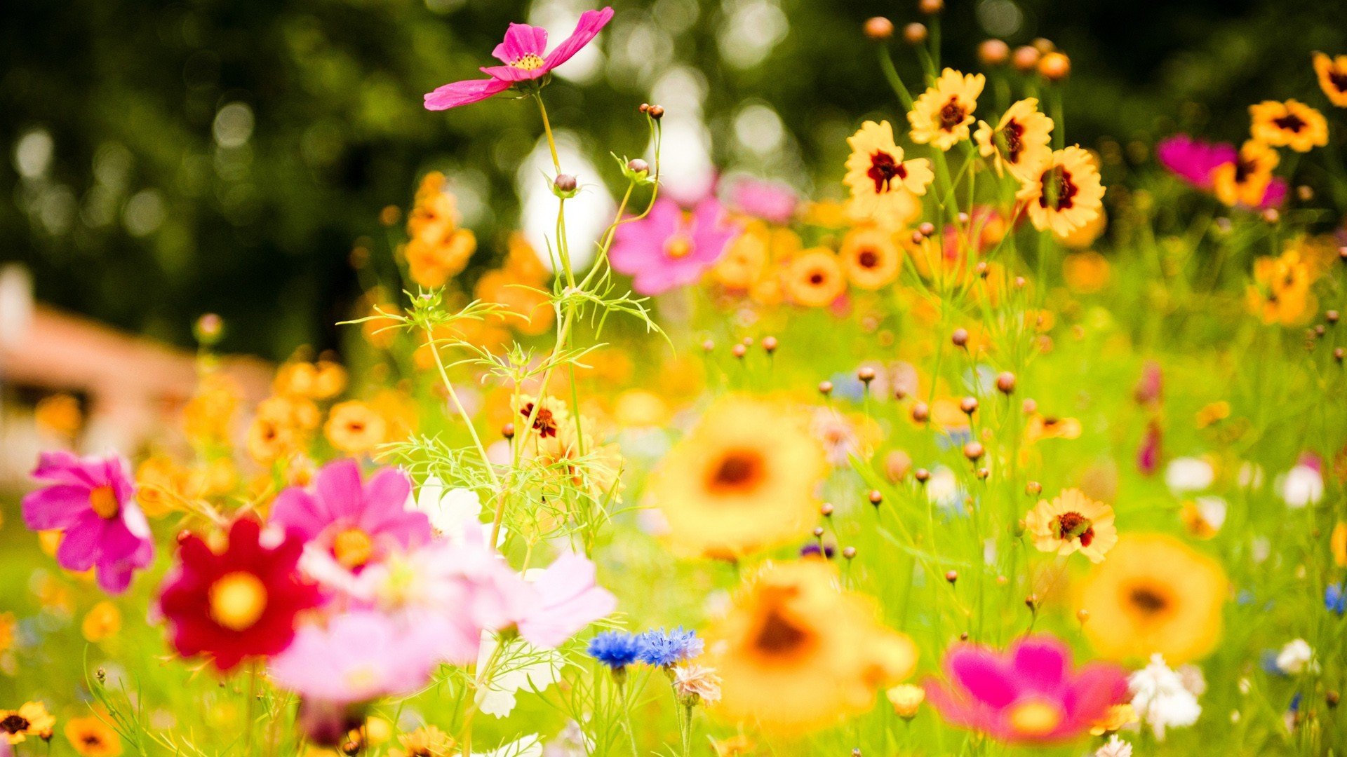 vivid-flowers-1920x1080-wallpaper.jpg