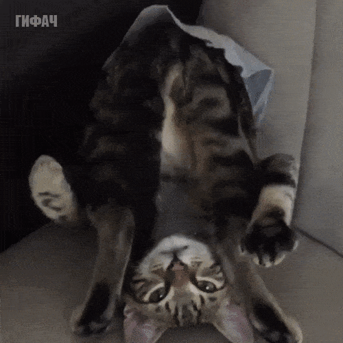 vk_com_gif_fak (2).gif