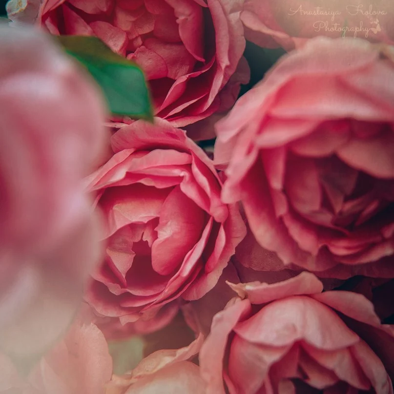 VK_Saved_Photo_ 635928164018383441.webp