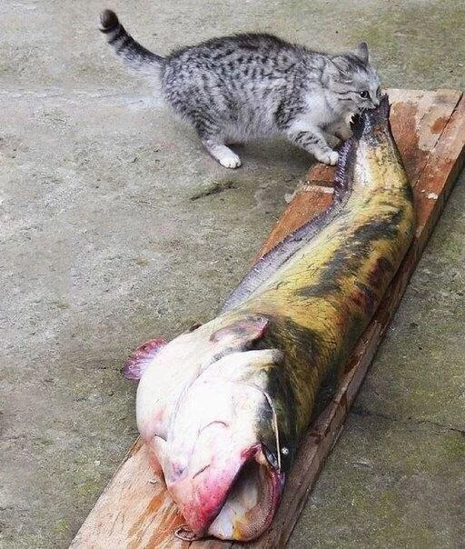 VK_Saved_Photo_ 635957306778256868.webp