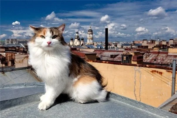 VK_Saved_Photo_ 635961324867254518.webp