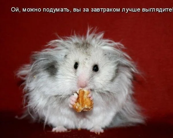 VK_Saved_Photo_ 636137154122961214.webp