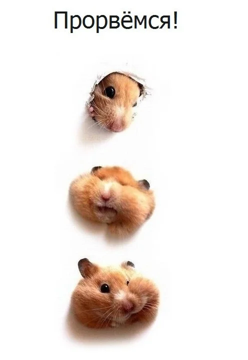 VK_Saved_Photo_ 636139357853370668.webp