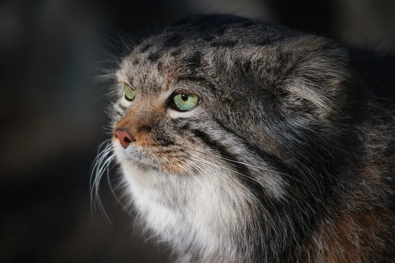 VK_Saved_Photo_ 636478203547350517.webp