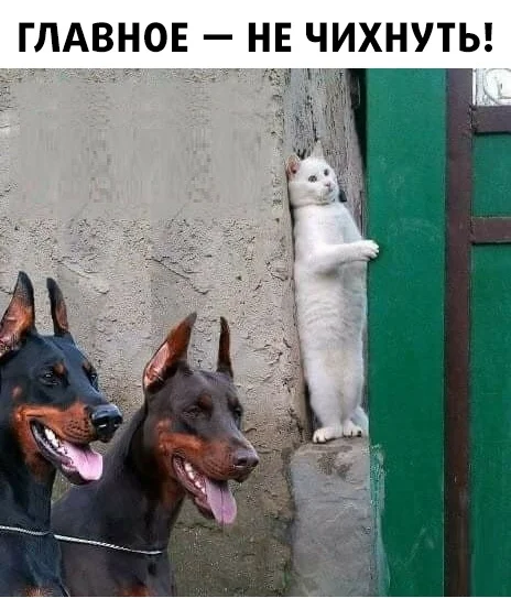 VK_Saved_Photo_ 636707560957486558.webp