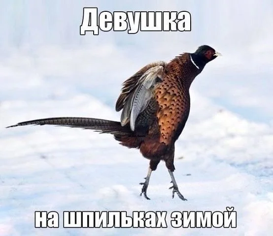 VK_Saved_Photo_ 636744303713772650.webp