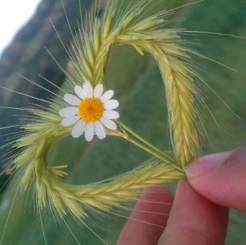 VK_Saved_Photo_ 636853134751686319.webp