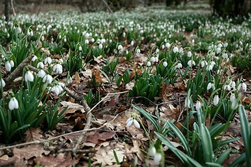 VK_Saved_Photo_ 636859509220990439.webp