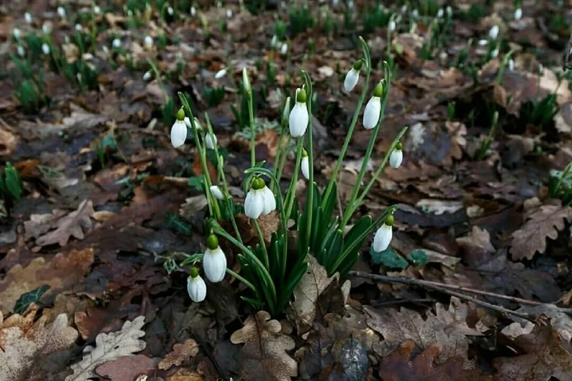 VK_Saved_Photo_ 636859509280567471.webp