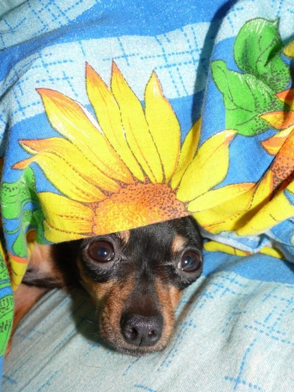 VK_Saved_Photo_ 636893214990916187Shadimka.webp