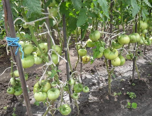 vkusniogorod. 1.08.2012 (4).webp