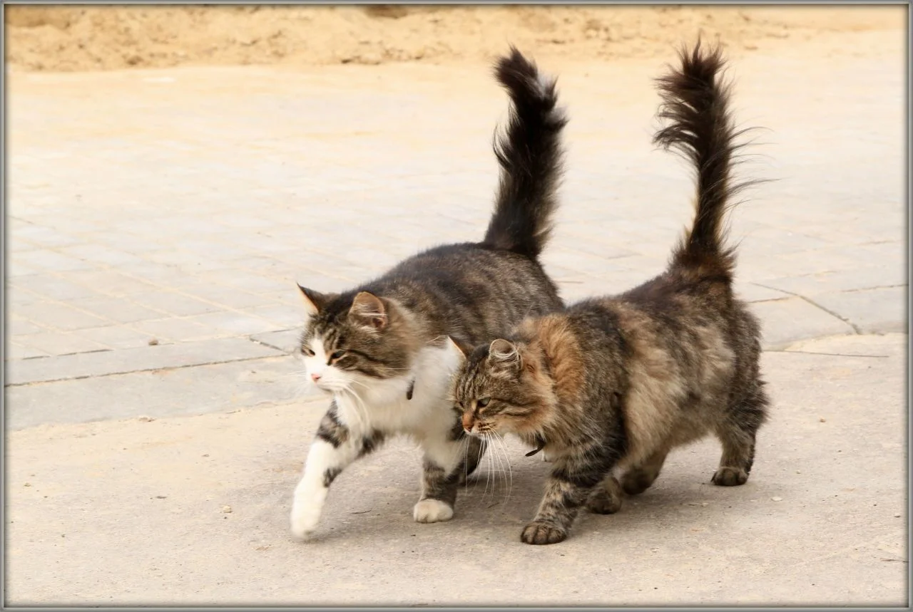 вместе по жизни.webp