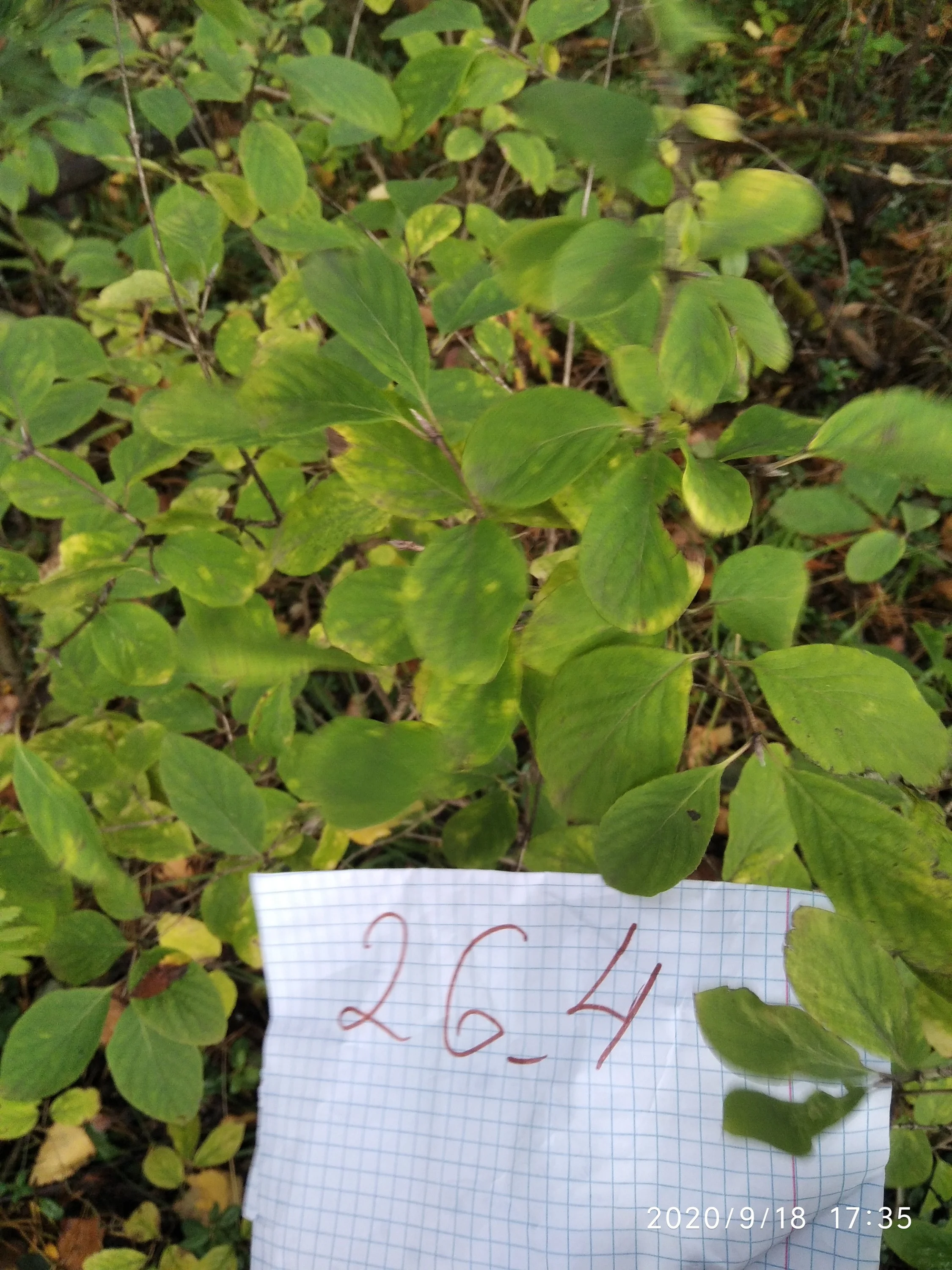 волчья ягода.webp