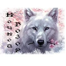 Волк Ава4.webp