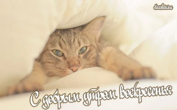 воскресенье 8.webp