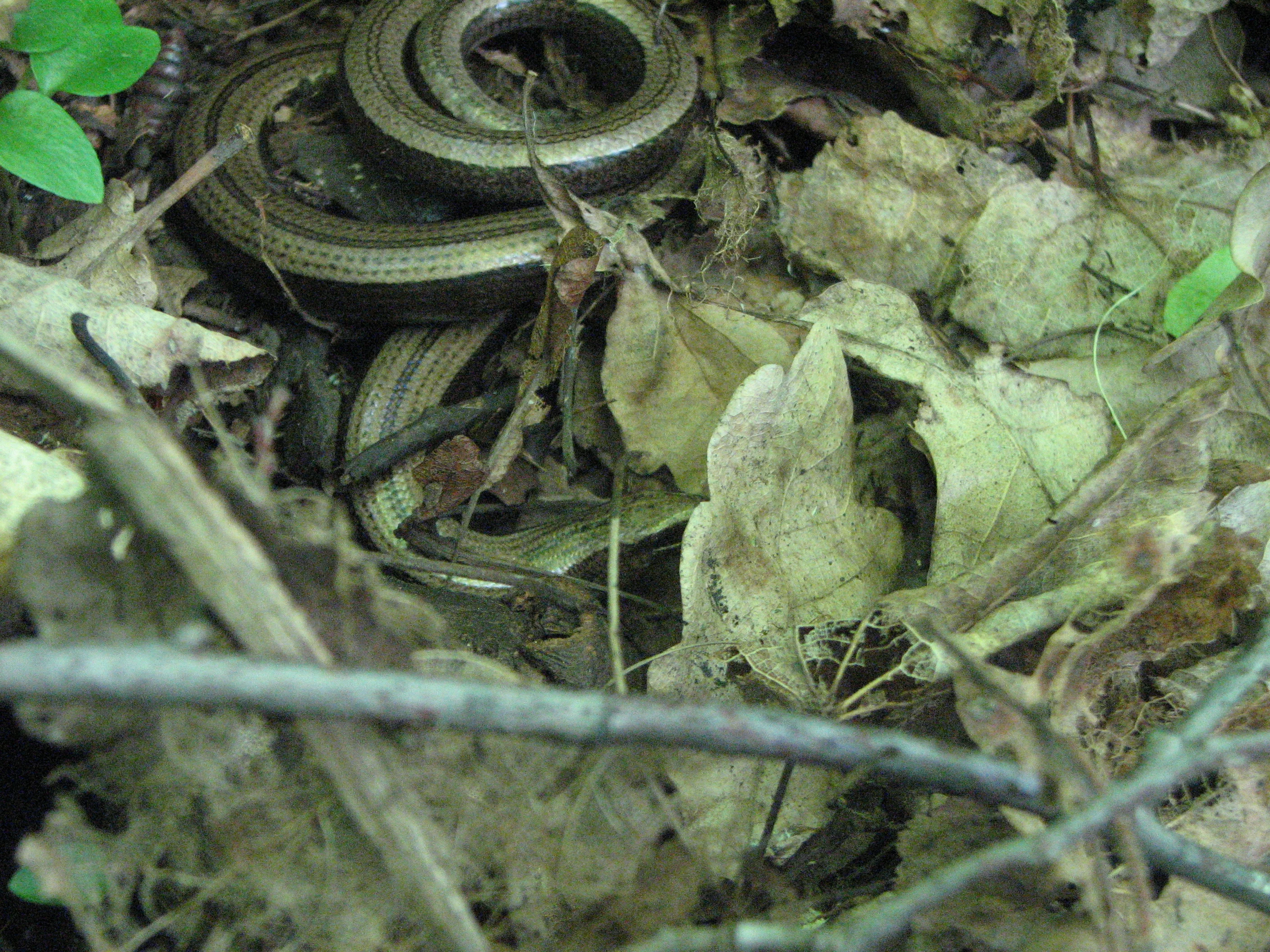 Вот такая башкирская змейка.webp