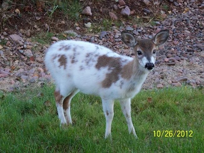 вот такая окраска.webp