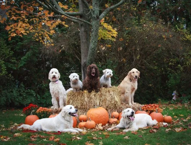 все готовятся к  празднику.webp