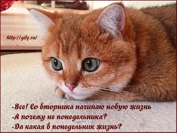 vse-so-vtornika-nachinayu-novuyu-zhizn-a-pochemu-ne-ponedelnika.webp