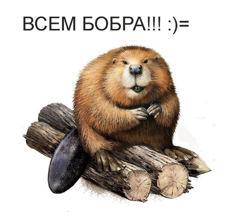 всем бобра.jpg