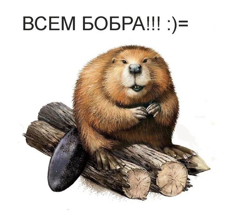 всем бобра.webp