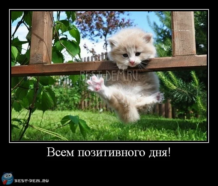 Всем-позитивного-дня.webp