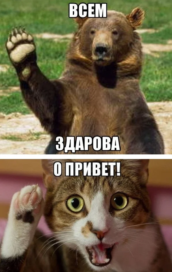 всем-привет 1.webp