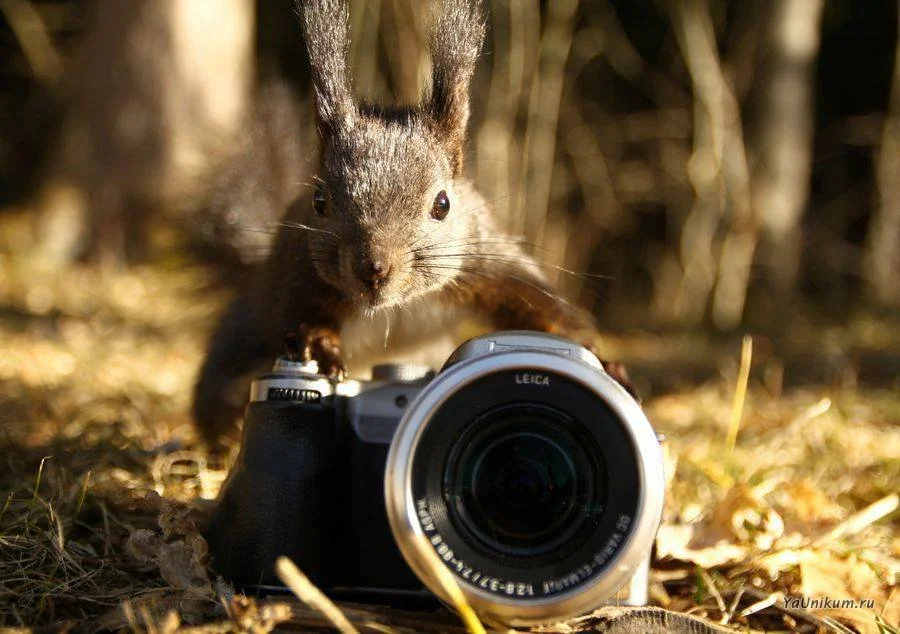 встречаем рассветы.webp