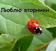 вторник.webp