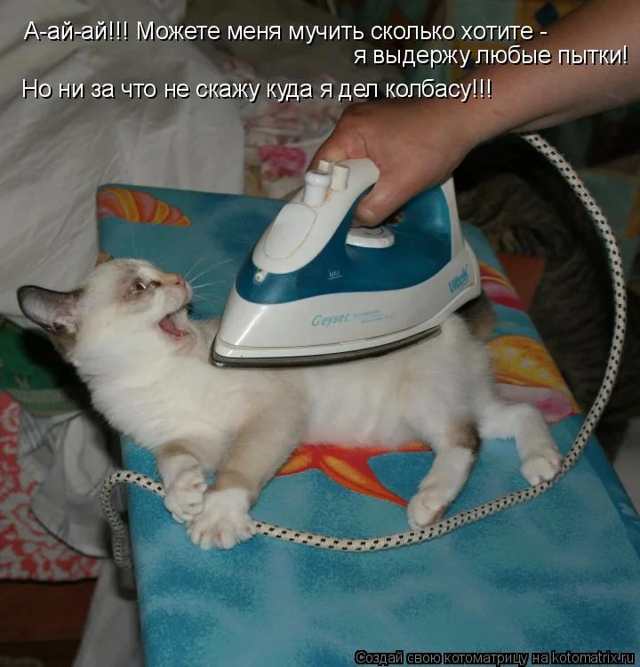 выдержу кот.webp