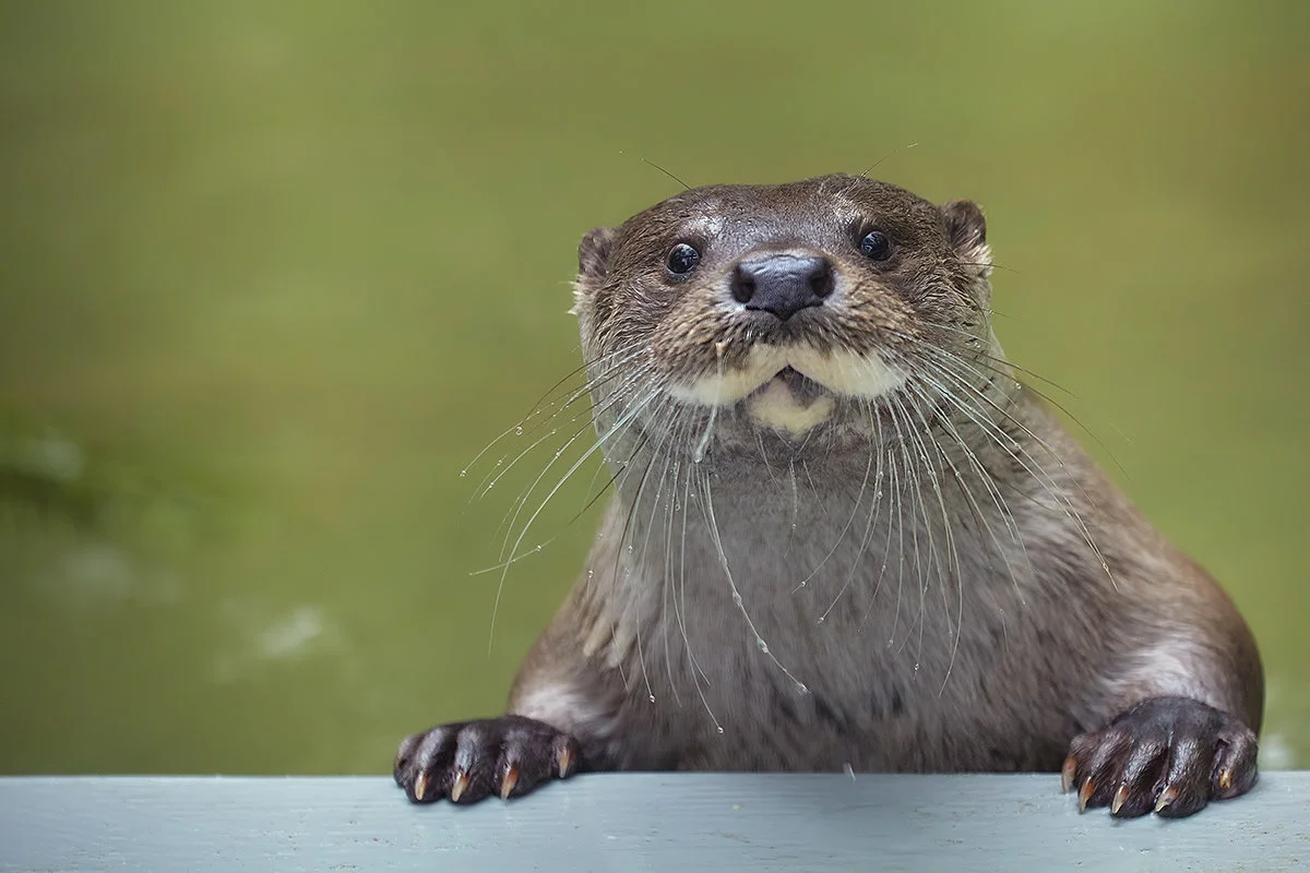 выдра 3.webp
