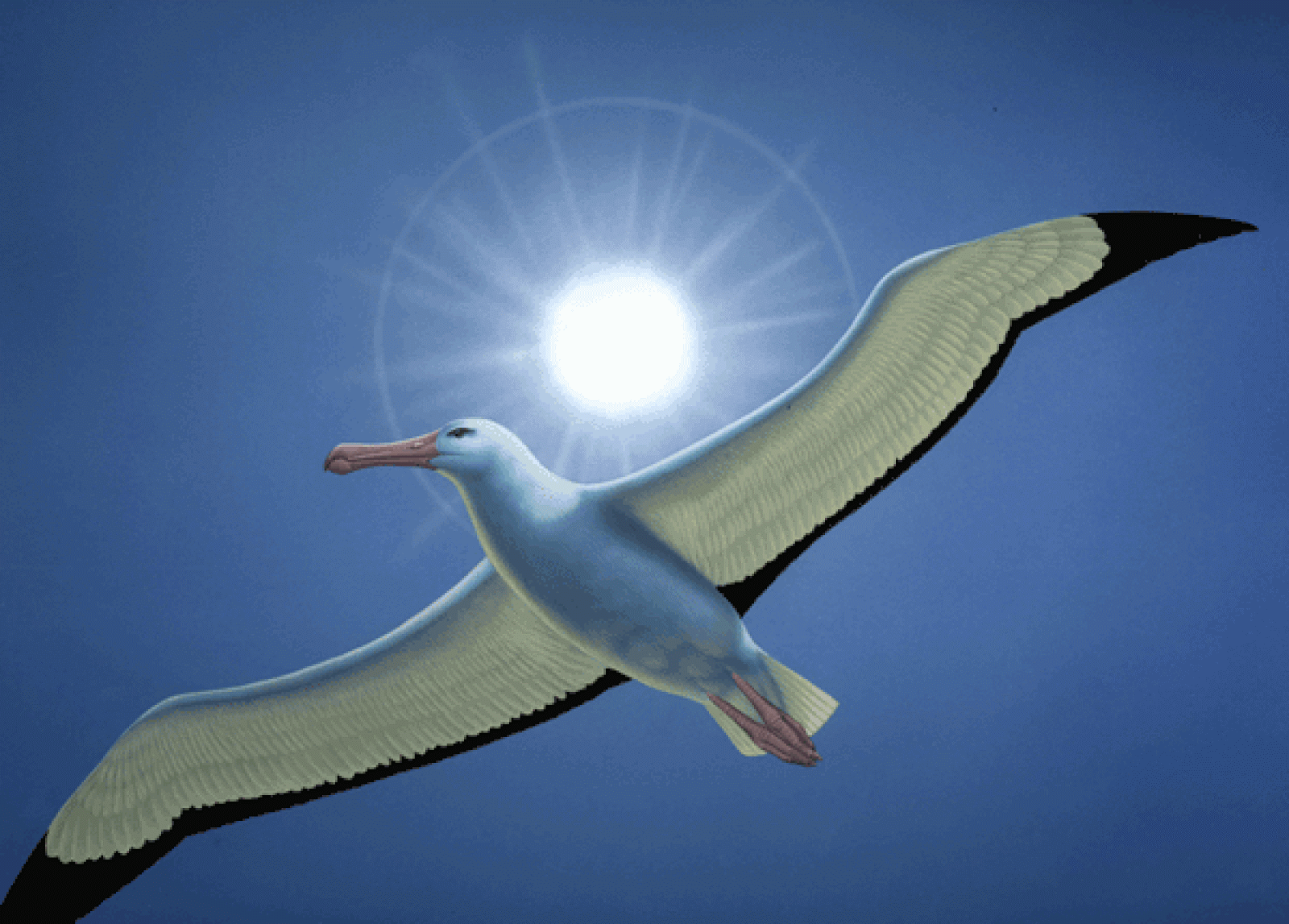 Wandering-Albatross-Wallpaper-HD.gif