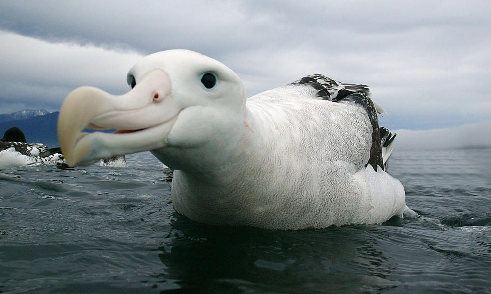 wandering_albatross_(c)_naturepl.com_Barry_Bland_WWF-Canon.jpg