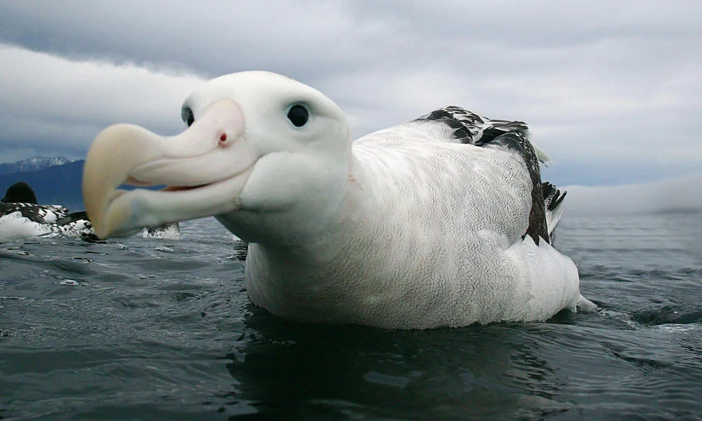 wandering_albatross_(c)_naturepl.com_Barry_Bland_WWF-Canon.webp