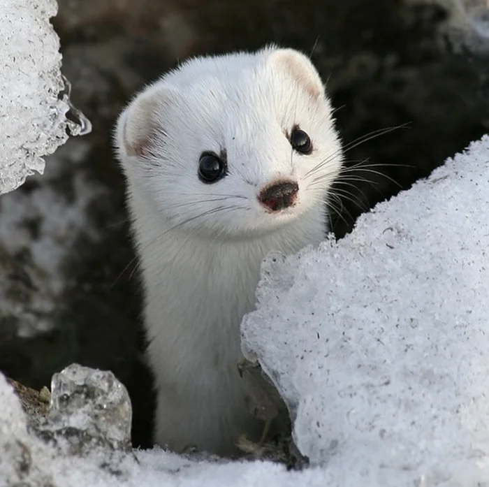 weasel.webp