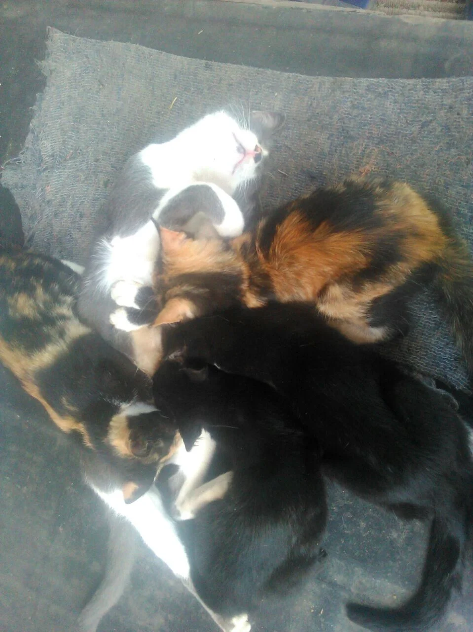 WhatsApp Image 2017-07-26 at 12.59.01.webp