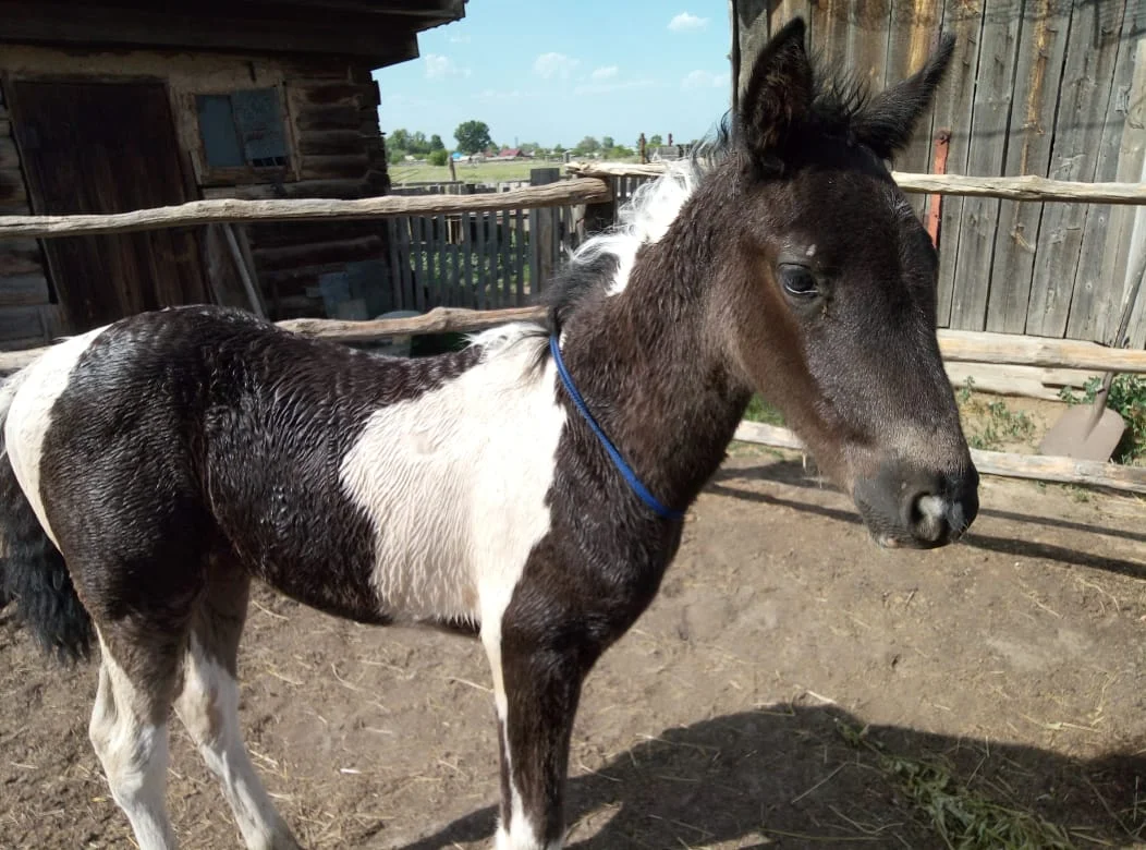 WhatsApp Image 2020-05-27 at 11.39.38.webp